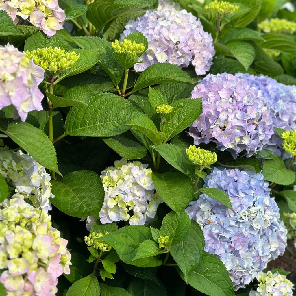 bigleaf hydrangeas