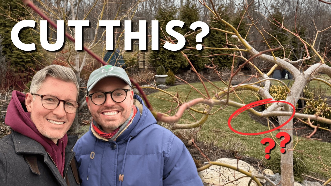 How to Prune Trees in Early Spring (Zone 6A Guide) - Grow For Me Gardening