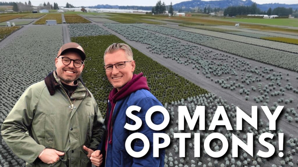 Best evergreen and tree selections for zone 6 so many options