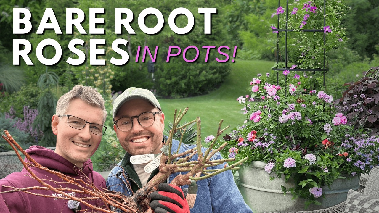 Container Roses Zone 6