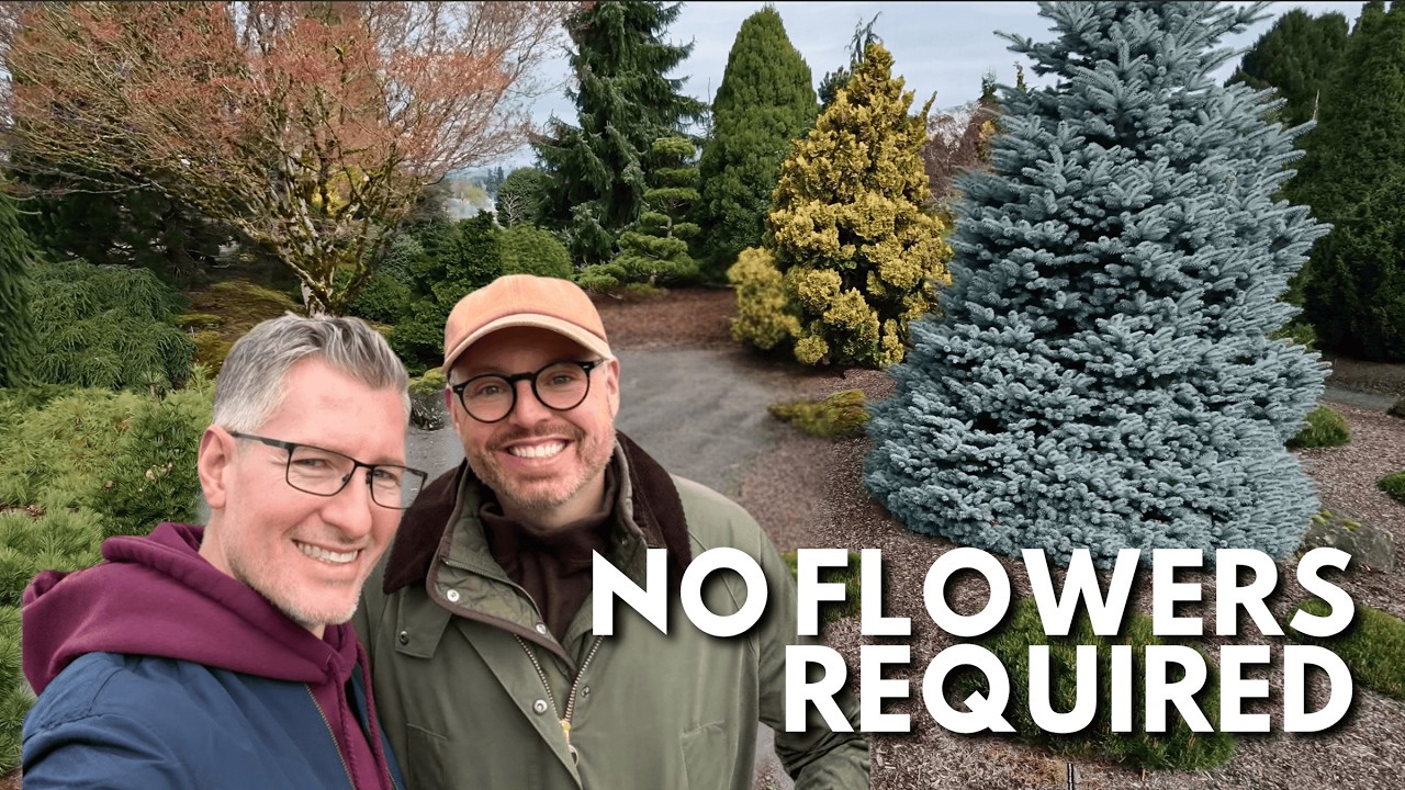 Evergreen trees in the background