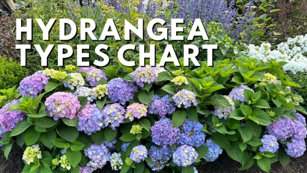 Hydrangea types chart - purple hydrangea