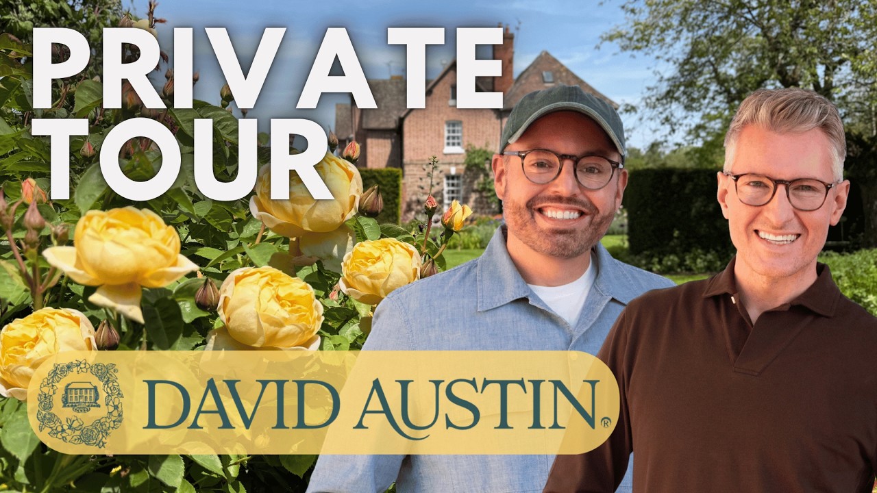 David-Austin-Roses