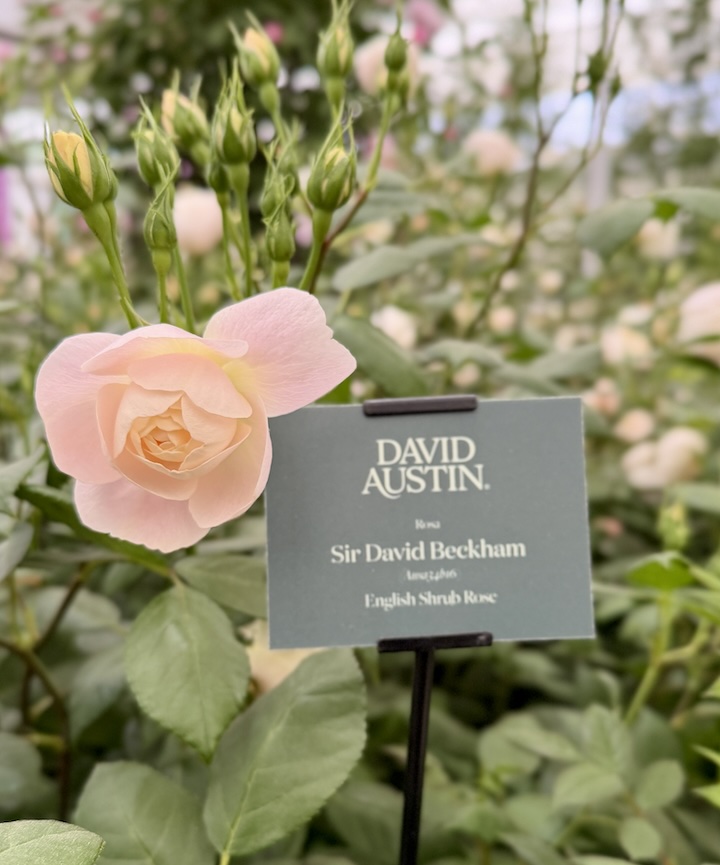 chelsea flower show david austen rose