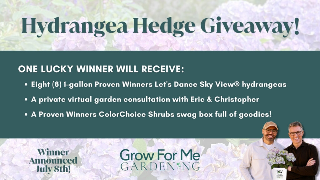 Hydrangea Hedge Giveaway