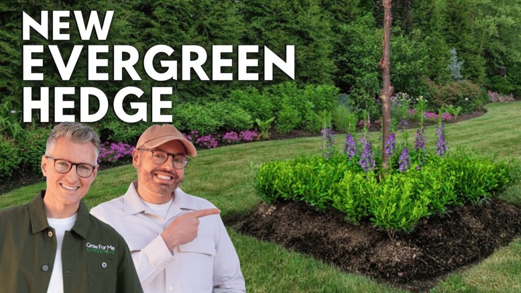 Best Boxwood Alternative