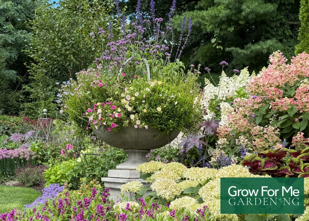 Best Annual Flowers for Containers