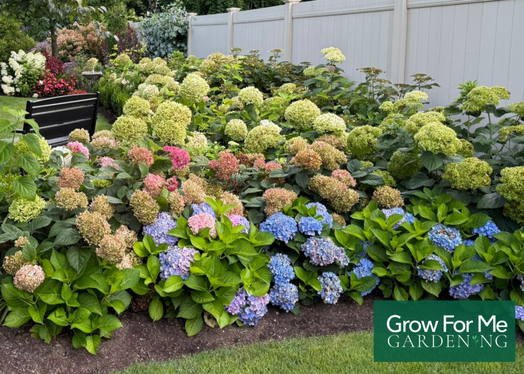 Growing Hydrangeas