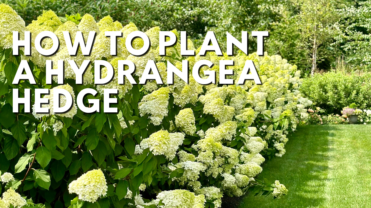 How to Plant a Hydrangea Hedge