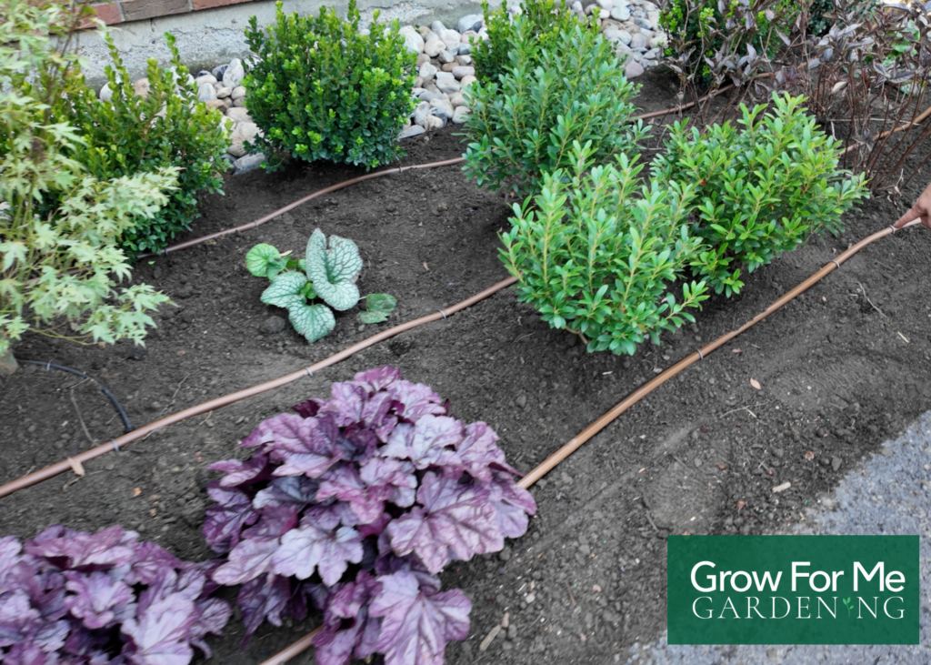 main distribution tubing in a garden bed for drip irrigation